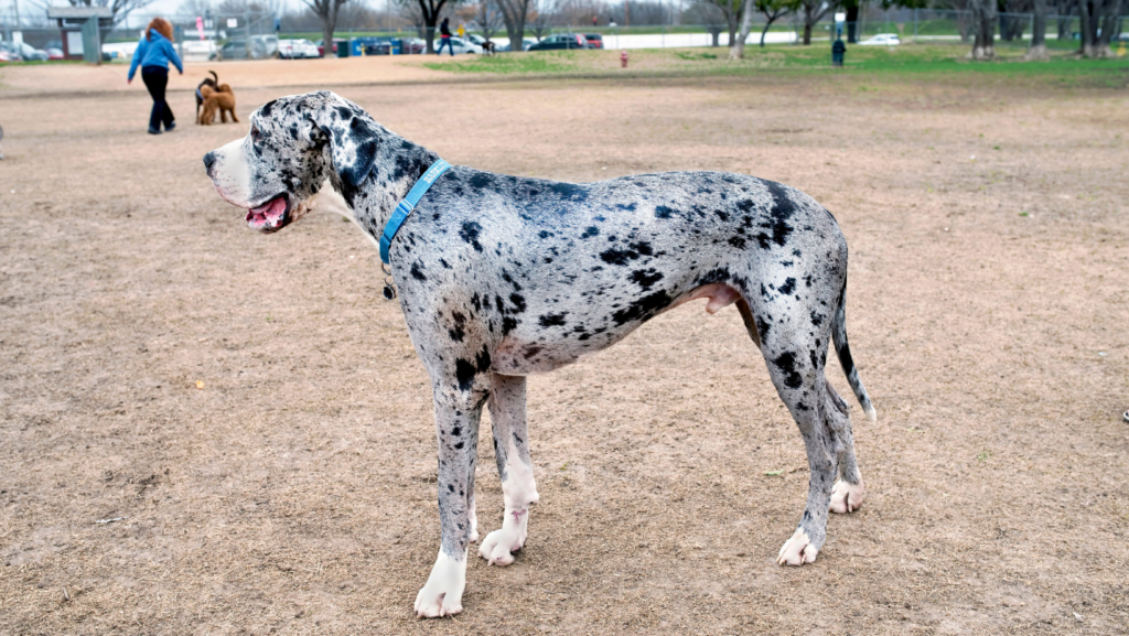 How to Deal with Hair Shedding in Great Danes?