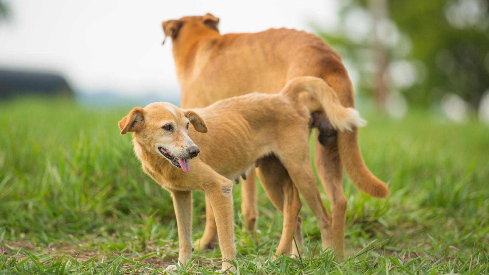 How to Get Your Dogs Unstuck After Mating?