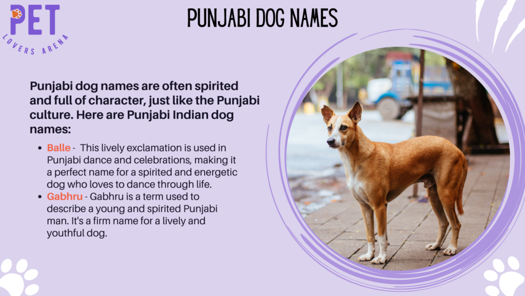 Punjabi Dog Names