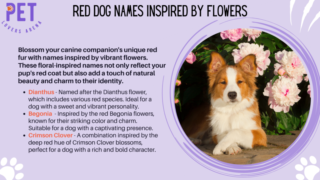 Red Dog Names Inspired By Flowers