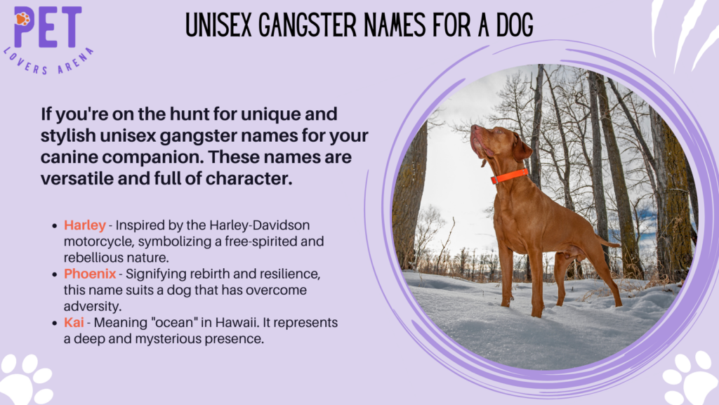 Unisex Gangster Names For A Dog